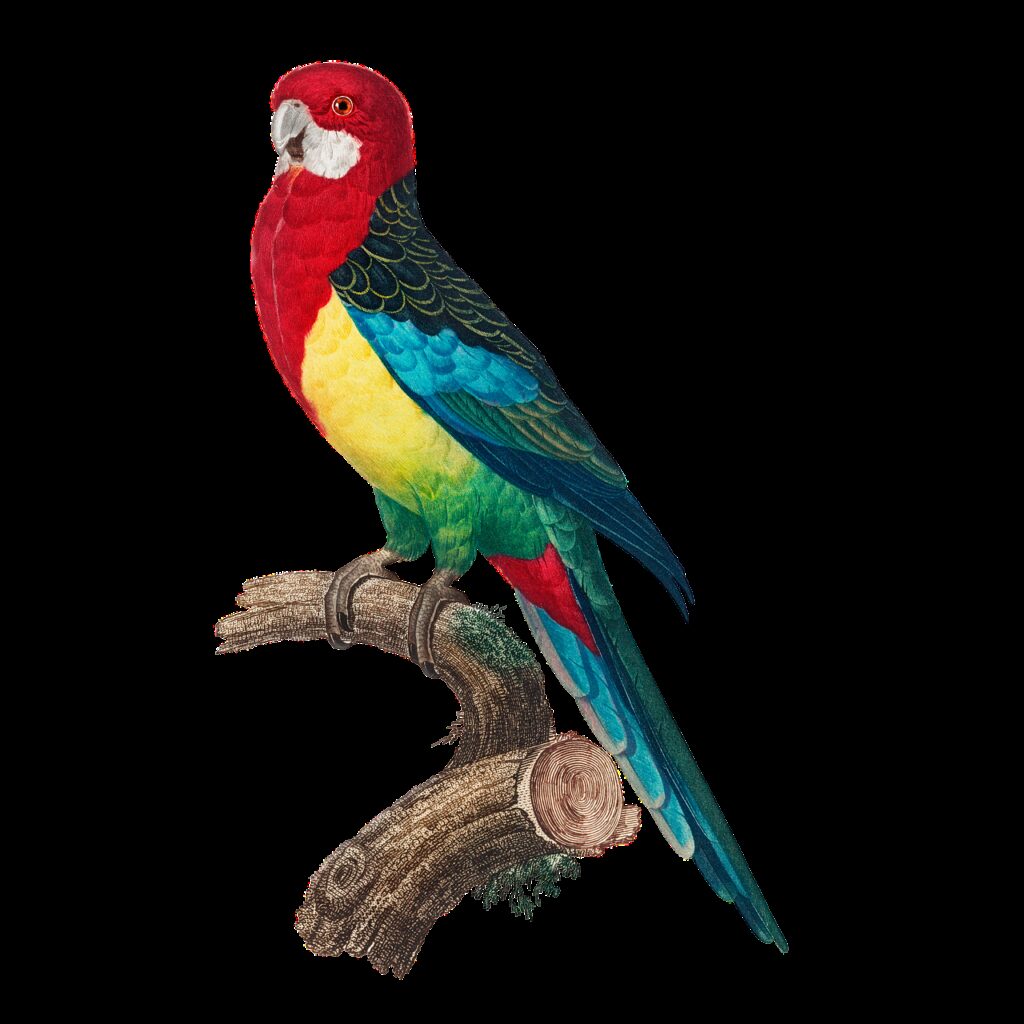 parrot, bird, beak